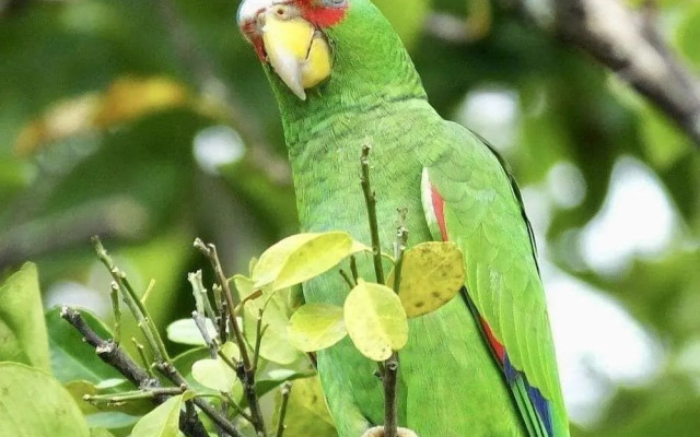 Mariposa Jungle Lodge