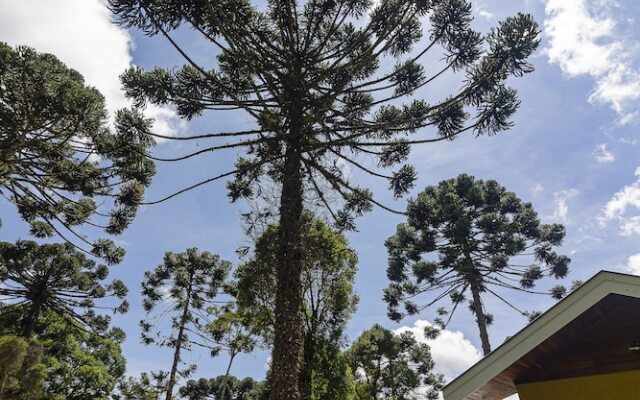 Tranquilidade, espaço gourmet e contato com a natureza