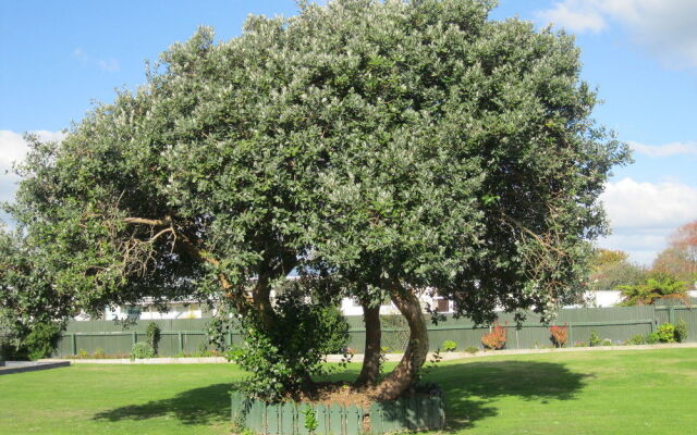 Napier Garden Motel