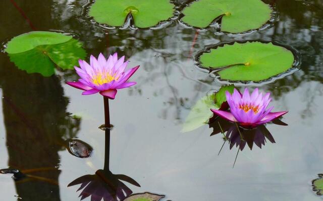 Nature Village-Matugama