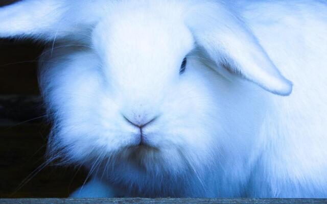 Ritterhof Apartments