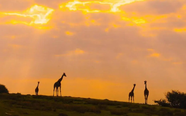 Port Lympne Reserve - Port Lympne Hotel