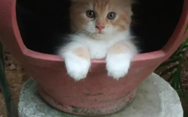 Shalana Homestay- formerly Teka Teki House