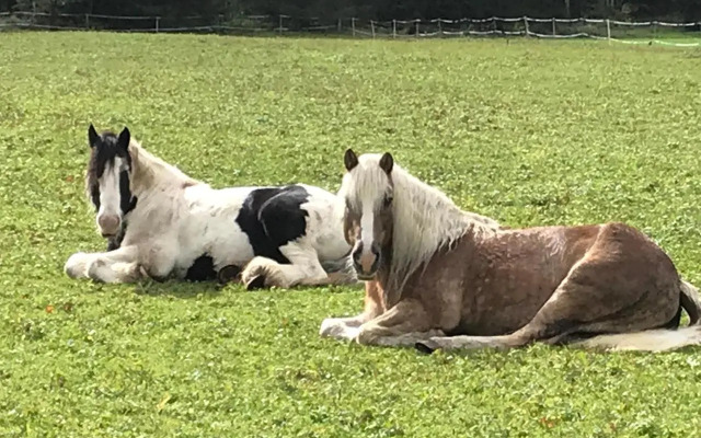 Pony-Ziegen-Hasen-Ranch Bichlbach