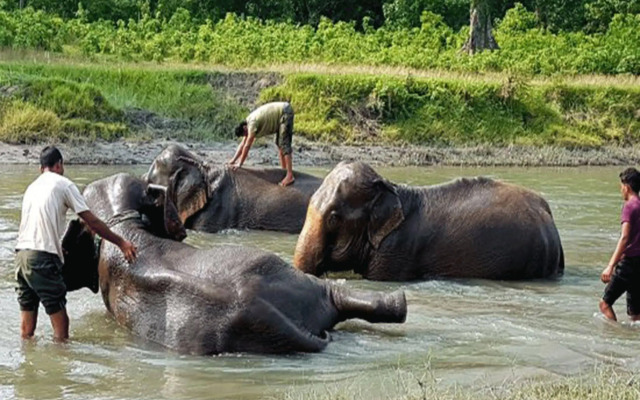 Tiger Tops Tharu Lodge