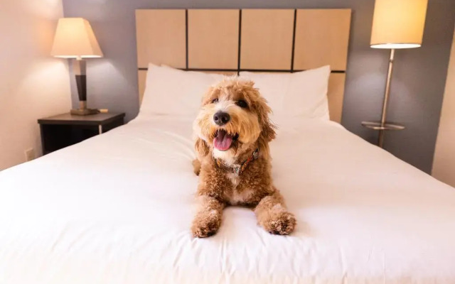 Sonesta Simply Suites Plano Frisco