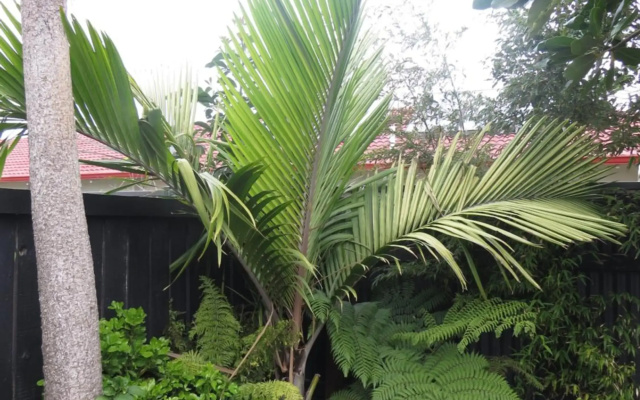Two Palms