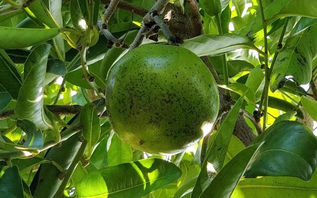 Hiresicily - Giardino Tropicale Eco-friendly