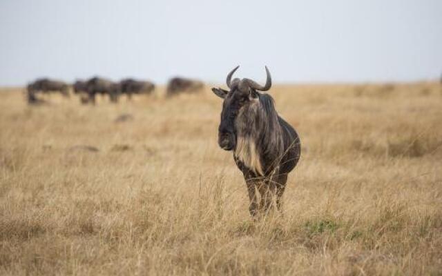 Losokwan Luxury Tented Camp - Maasai Mara