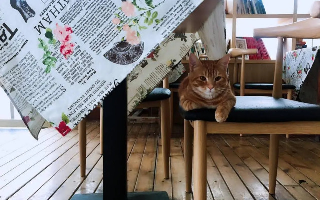 meeting the cats hostel
