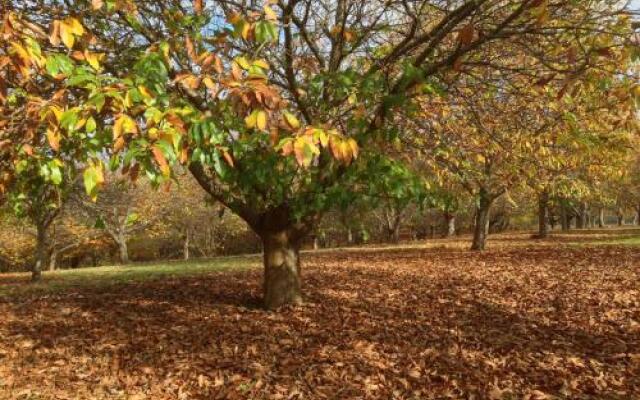 Chestnut Brae Farmstay