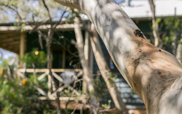 Scribbly Gum