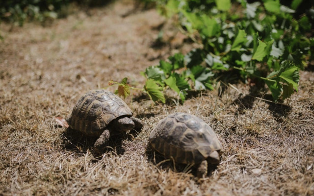 Ruža Apartmani Zadar