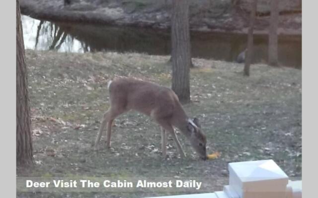 Wisconsin Dells Cabin in the Woods - VLD0423