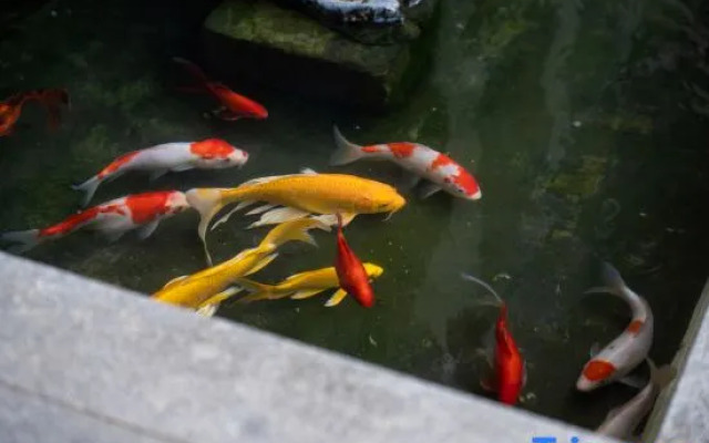 Xiufang Home Stay in Wuyi Mountain