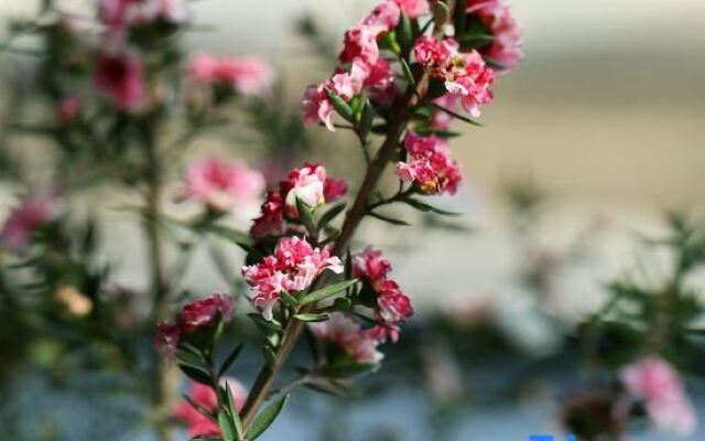 Wellbour Garden Homestay