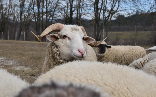 Pilikán Apartments - Park - Vineyard & Sheep farm