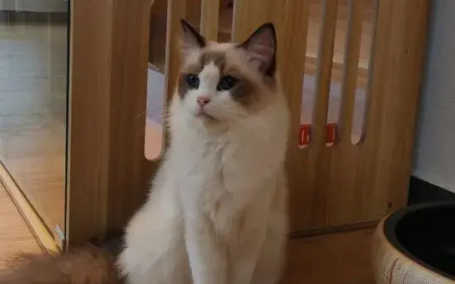 Shanghai   Dawuli Cat Garden Hotel
