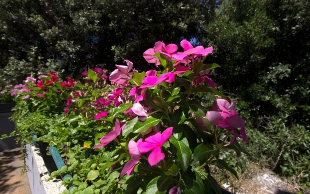 Apartment Mila - 100m from the sea: A3 Brodarica, Riviera Sibenik