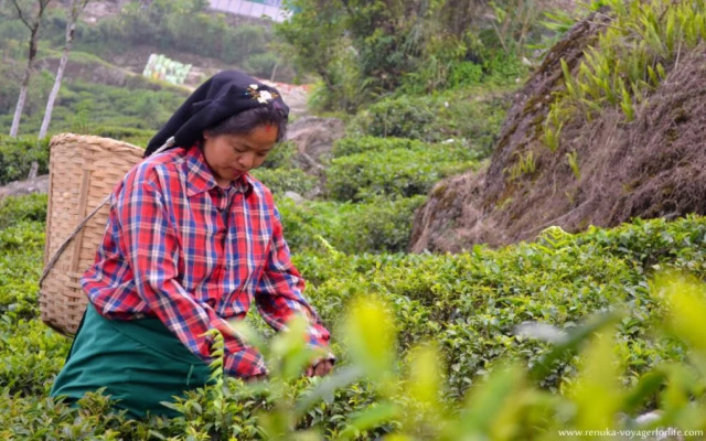 Goomtee Tea Garden Retreat