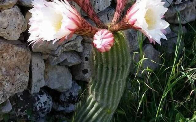 Tia Maria Country Inn