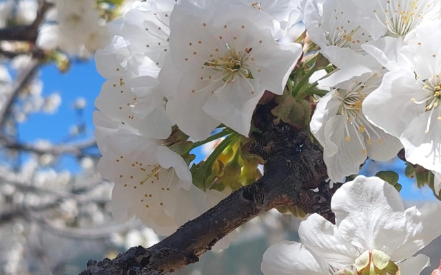 Puente Canto de Gredos