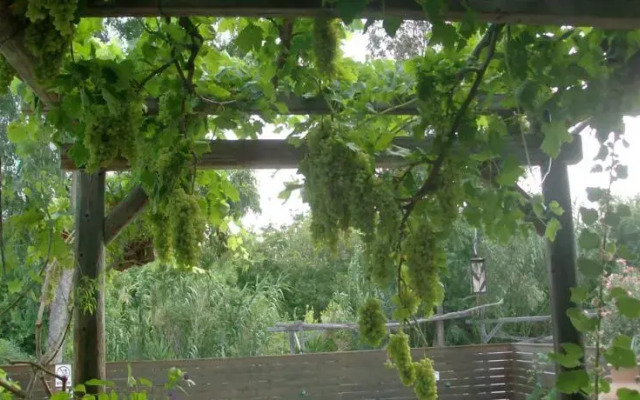 Olive Yard