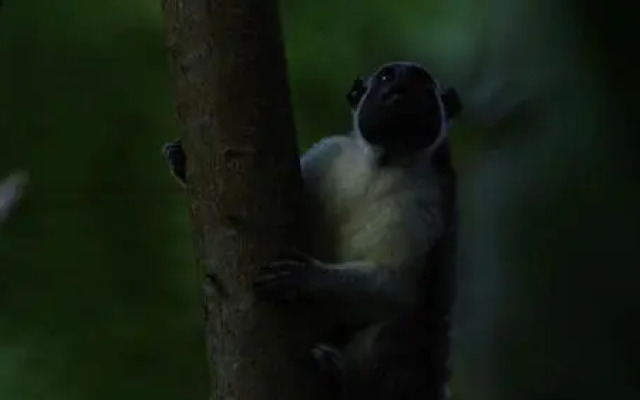 Los Robles Capurgana