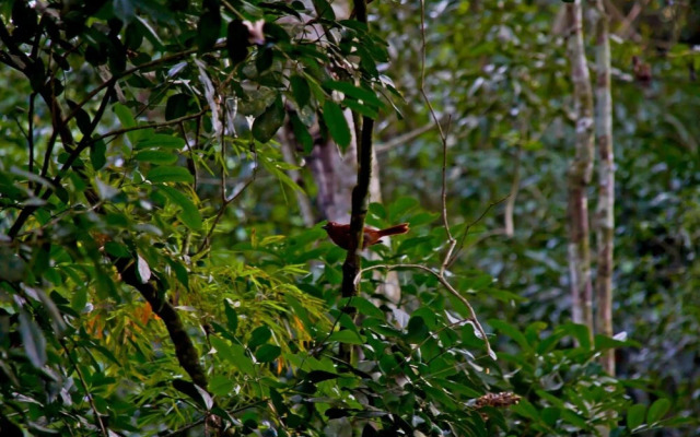 Tierra Guarani Lodge de Selva