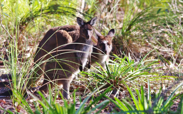 Yelverton Brook Conservation Sanctuary