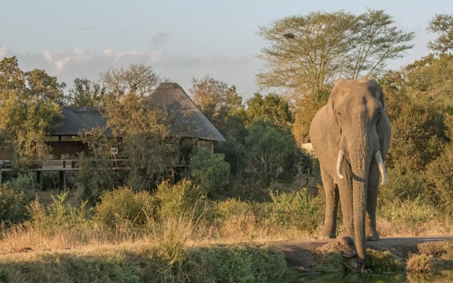 Simbambili Game Lodge
