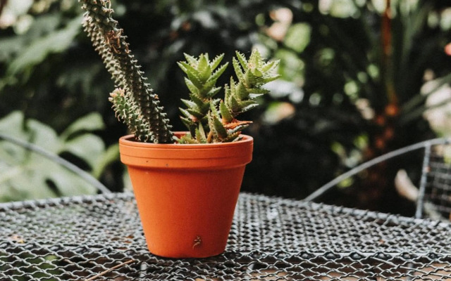 The Blue Door Guesthouse