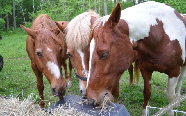 Pisgah View Ranch