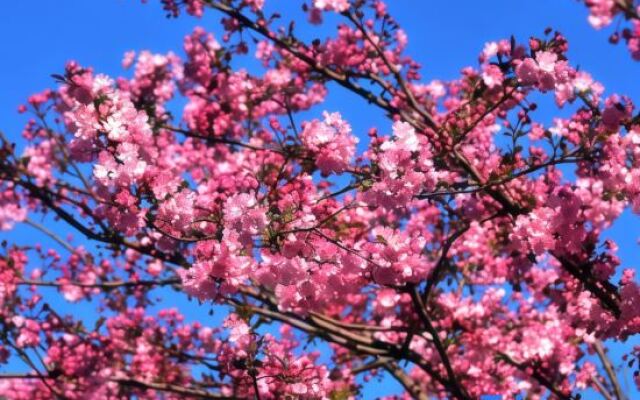 Youshe Theme Apartment (Wanda Plaza)