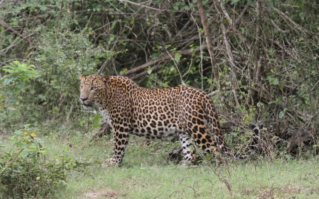 Yala Wilderness Safari Camp