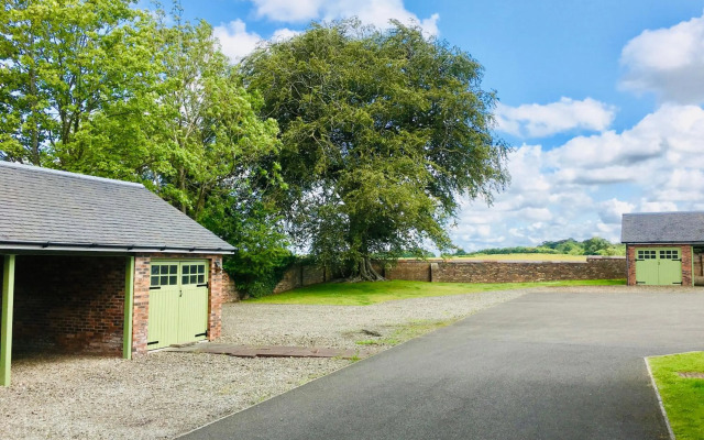 The Little Beech Tree