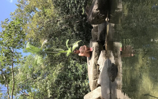 Daintree Crocodylus