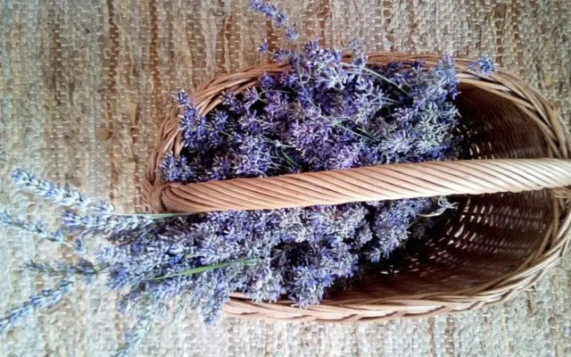 Soba Lavanda