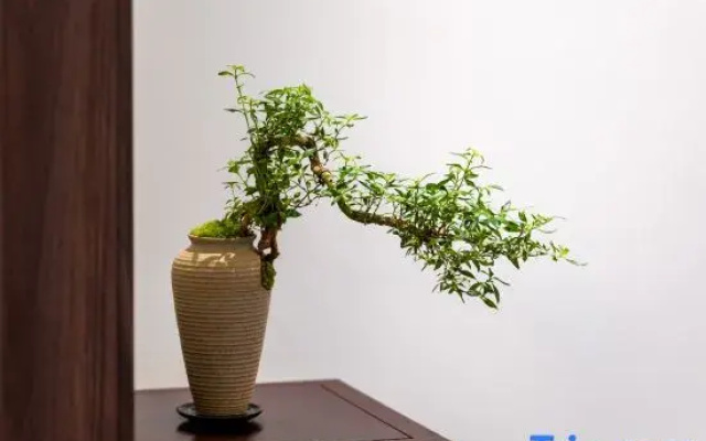 Qingluo Xiaozhu | Ivy Bower Homestay