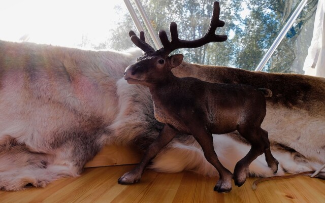 Wild Caribou Dome