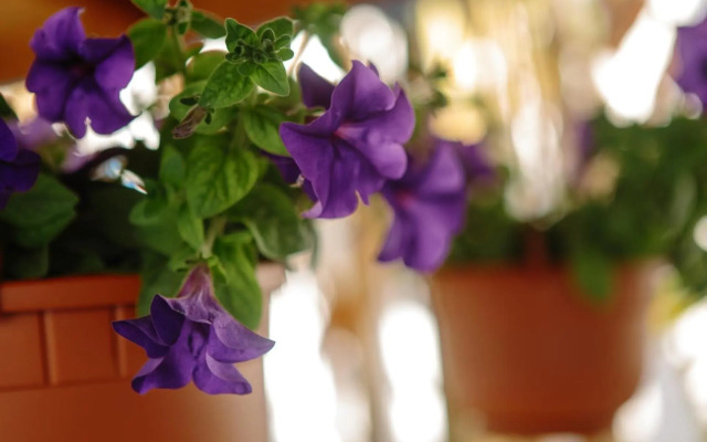 Sea Breeze 2 Apartments