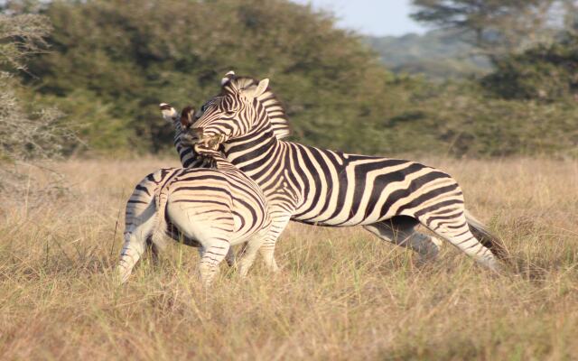 Bukela Game Lodge Amakhala Game Reserve