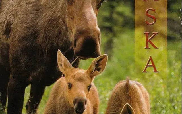 Wild Alaska Inn