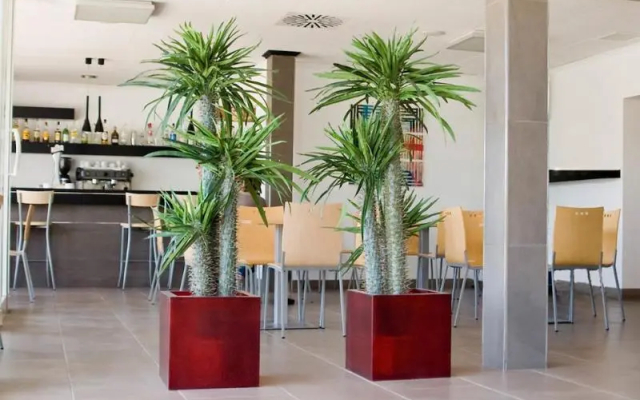Grupoandria Hotel Platja Gran - Hotel in Ciudadela de Menorca - Photo 2