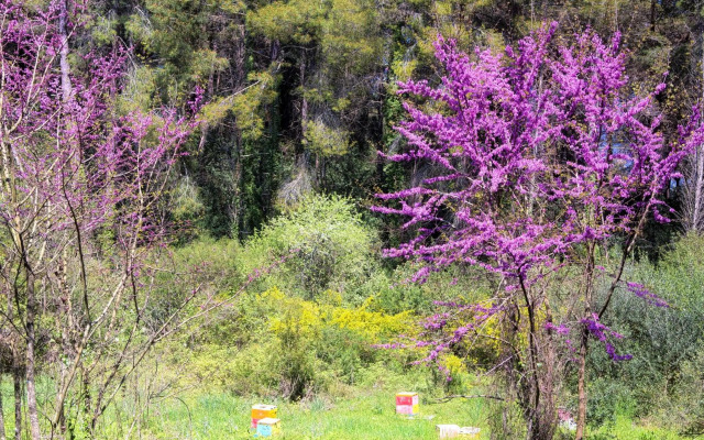 The Olive Grove Apartment by Konnect, Dasia