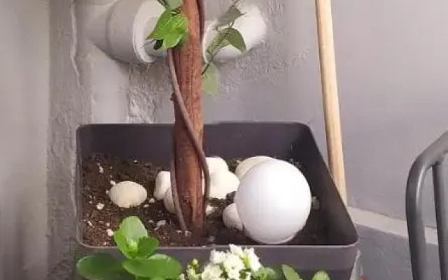 Tiny Little House