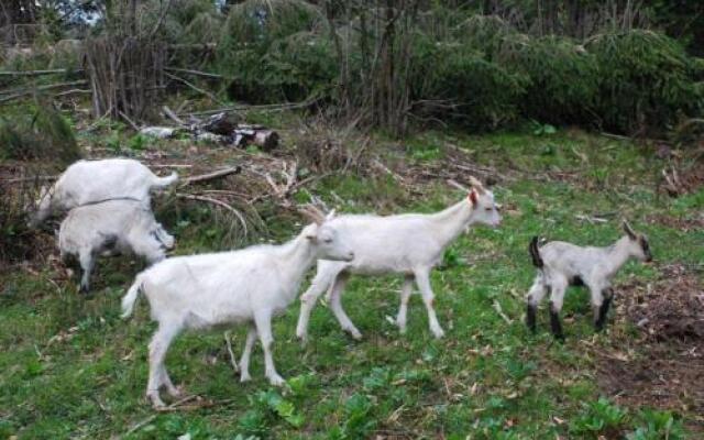 DOLINAR KRAINER turist farm