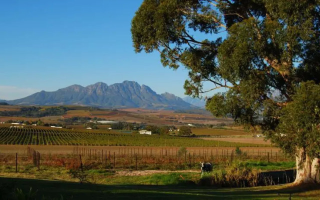 Allegria Guesthouse & Vineyard