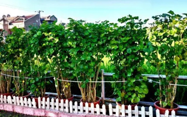 Evergreen Garden House - Hotel in 吉安 - Photo 5