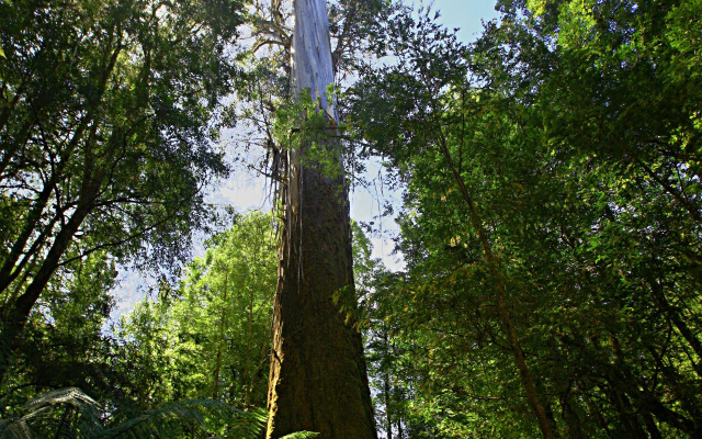 Tyenna River Cottage